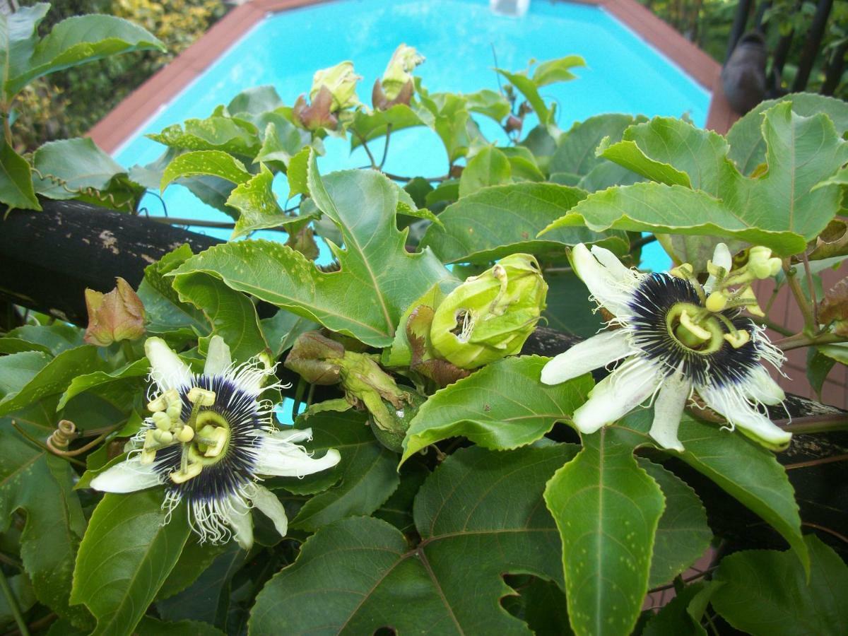 Mango Tree Lodge Bouillante Exteriör bild